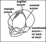 Diagram of skull sutures